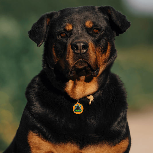 Slouk10 Laser Metal Alloy Dog ID Tag